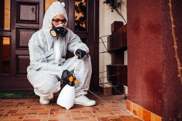 Attic and Crawl Space Rodent Treatment in Port Jefferson Station