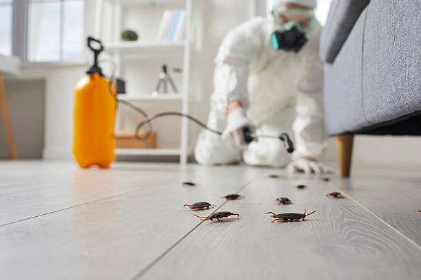 Commercial Rodent Management in Port Jefferson Station